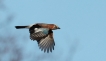 Oiseaux Geai de chènes (Garrulus glandarius)