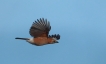 Oiseaux Geai de chènes (Garrulus glandarius)