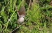 Oiseaux Fauvette grisette