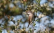 Oiseaux Fauvette grisette