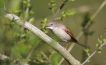 Oiseaux Fauvette grisette