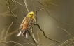 Oiseaux Bruant jaune (Emberiza citrinella)