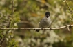 Oiseaux Fauvette à tête noire (Sylvia atricapilla)