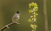 Oiseaux Fauvette à tête noire (Sylvia atricapilla)