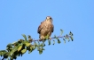 Oiseaux Faucon crécerelle