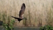 Oiseaux Busard des roseaux