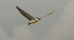 Oiseaux heron bihoreau gris