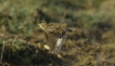 Oiseaux Pipit farlouse (Anthus pratensis)