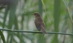 Oiseaux rousserolle turdoïde