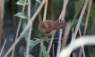 Oiseaux rousserolle turdoïde