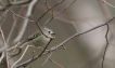 Oiseaux Roitelet huppé (Regulus regulus)