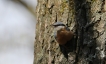 Oiseaux Sitelle torchepot