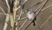 Oiseaux Accenteur mouchet