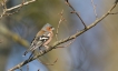 Oiseaux Pinson des arbres