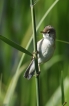 Oiseaux rousserolle turdoïde