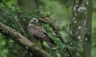 Oiseaux Buse variable