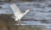 Oiseaux heron garde boeuf