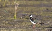 Oiseaux Vanneau Huppé (Vanellus vanellus)