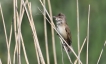 Oiseaux Rouserolle turdoide