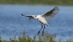 Oiseaux spatule blanche