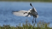 Oiseaux spatule blanche