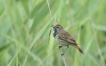 Oiseaux Gorgebleue à miroir (Luscinia svecica)