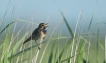 Oiseaux Gorgebleue à miroir (Luscinia svecica)