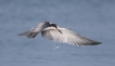 Oiseaux Sterne pierregarin (Sterna hirundo)