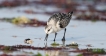 Oiseaux Bécasseau sanderling (Calidris alba)