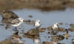 Oiseaux Bécasseau sanderling (Calidris alba)