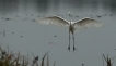 Oiseaux Grande aigrette (Ardea alba)