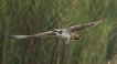 Oiseaux Balbuzard pêcheur