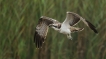 Oiseaux Balbuzard pêcheur