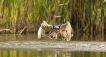 Oiseaux Balbuzard pêcheur