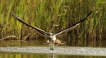 Oiseaux Balbuzard pêcheur