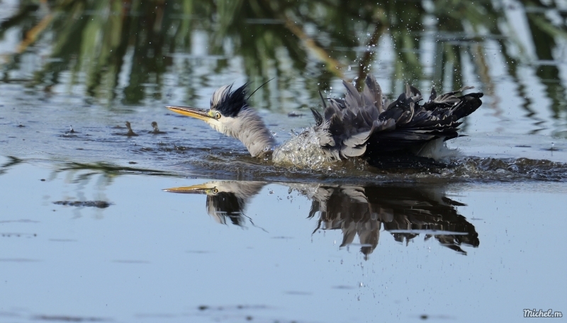 Photo Oiseaux Héron cendré