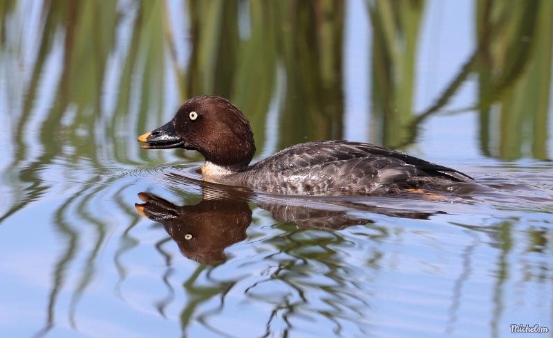 Photo Oiseaux Garrot a oeil d'or