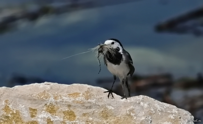 137A3213.JPG Bergeronnette grise (Motacilla alba)