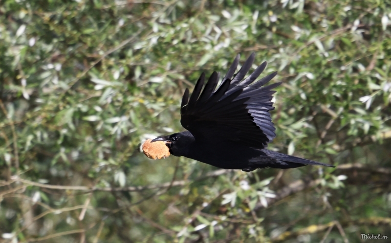 Photo Oiseaux Corneille noire (Corvus corone)