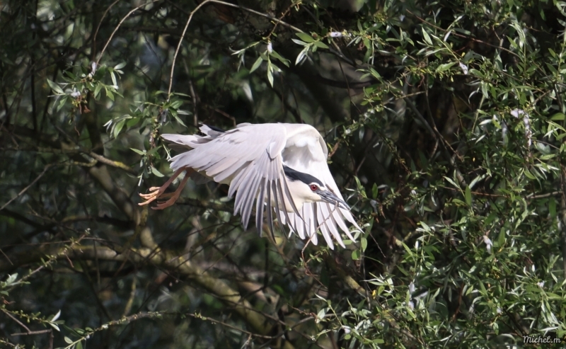 Photo Oiseaux heron bihoreau gris