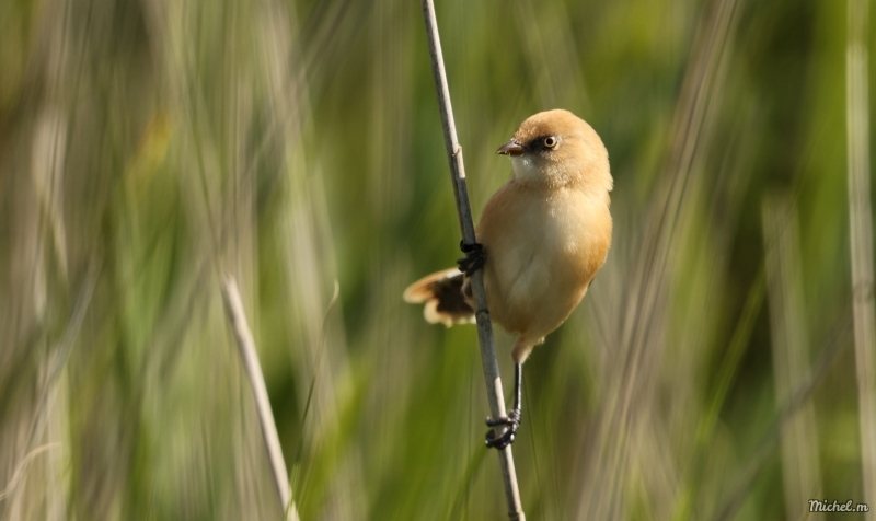 Photo Oiseaux Panure à moustaches