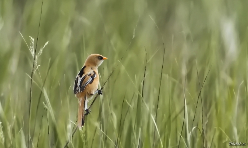 Photo Oiseaux Panure à moustaches