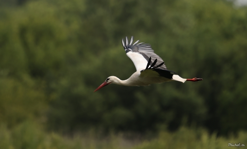 Photo Oiseaux Cigogne blanche (Ciconia ciconia)