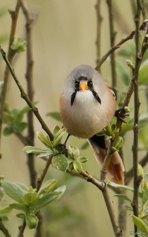 Photo Oiseaux Panure à moustaches