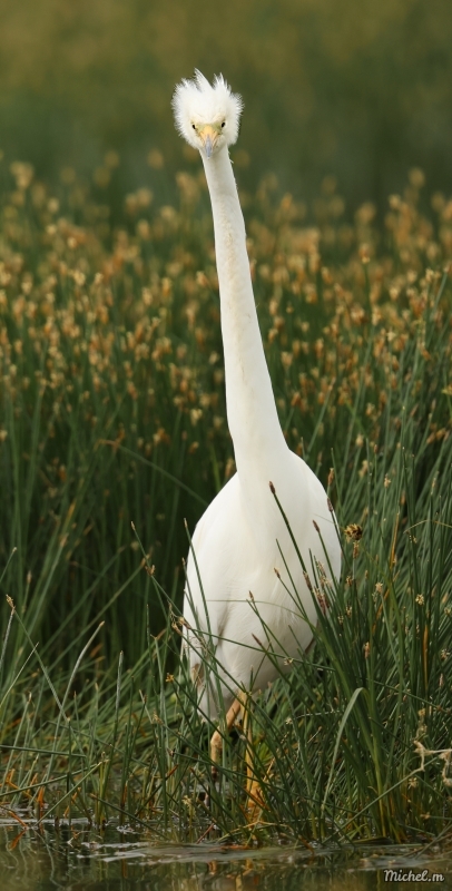 Photo Oiseaux Grande aigrette