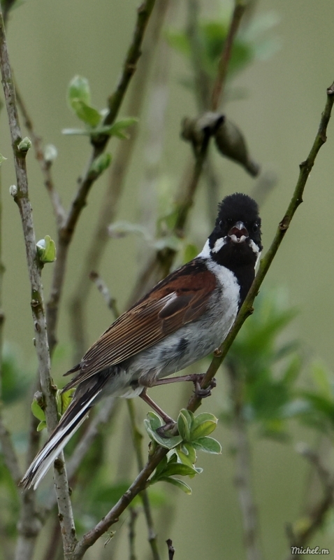 Photo Oiseaux Bruant des roseaux (Emberiza schoeniclus)