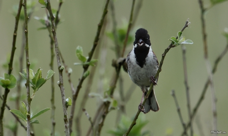 Photo Oiseaux Bruant des roseaux (Emberiza schoeniclus)