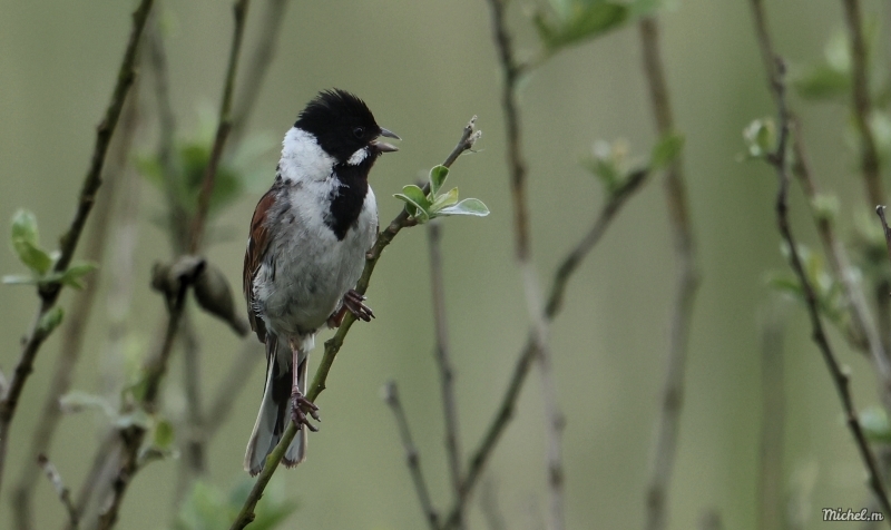 Photo Oiseaux Bruant des roseaux (Emberiza schoeniclus)