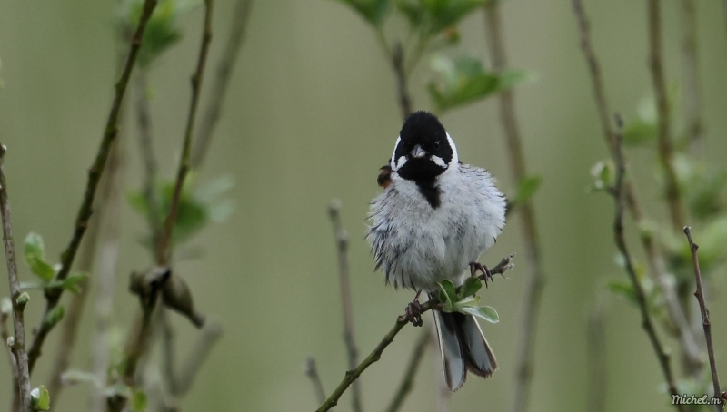 Photo Oiseaux Bruant des roseaux (Emberiza schoeniclus)