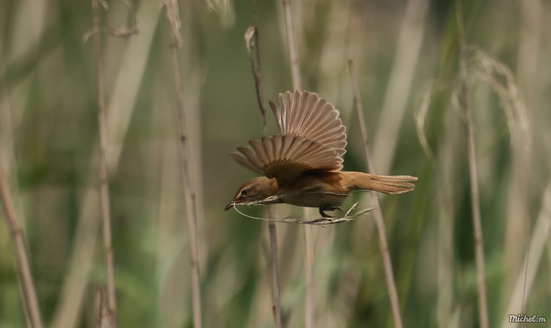 Photo Oiseaux Rousserolle turdoïde (Acrocephalus arundinaceus)